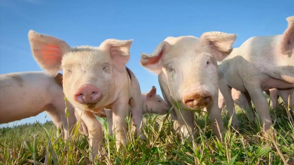 8月生猪价格触底反弹：北方全面上涨，南方跟涨，市场迎来转机