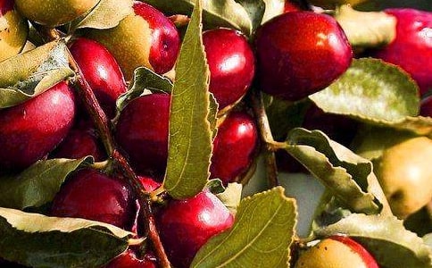 前年热门的水果生意创业指南，从经营种类到批发地点全解析