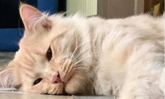 2026年龙软科技现七星灯形态，股票趋势反转信号解析